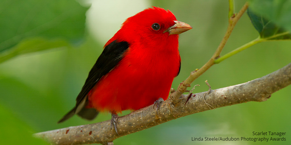 audubonsociety's tweet photo. Audubon enthusiastically supports the Bird-Safe Buildings Act, an evidence-based bill that would make new federal buildings safer for birds as well as more energy efficient, all at no extra cost to taxpayers. https://t.co/2LMqgvC4qU https://t.co/vh9FpERyTY