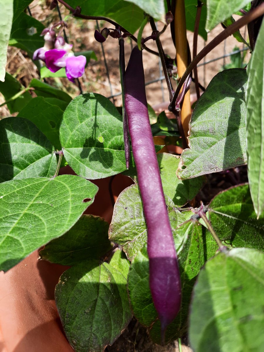 Our climbing french beans are nearly ready to harvest. What a colour! They love growing along our Heras fencing 🌱