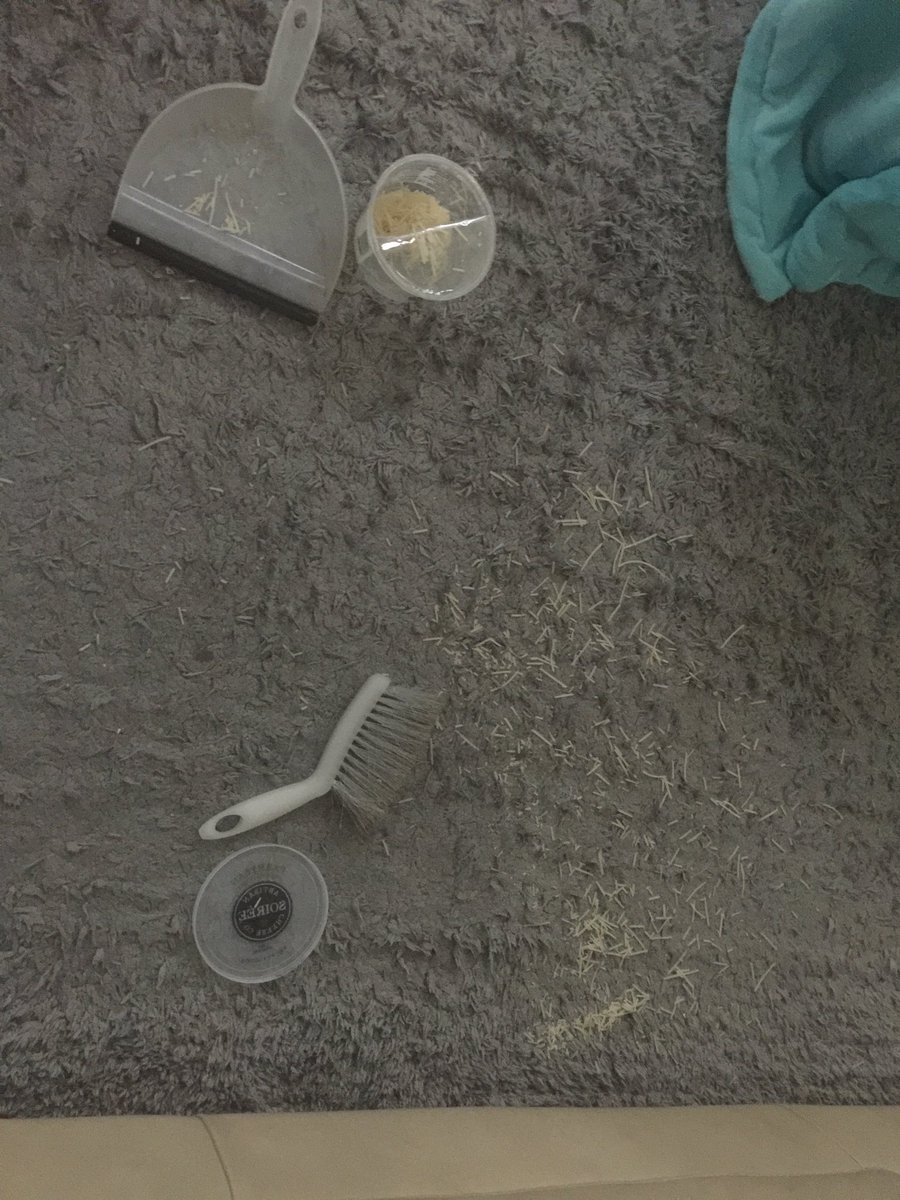 Tricia_Carty's tweet photo. This morning’s scene. 

She adamantly states the sweeper did not work. Seeing as that’s Parmesan cheese on carpet, I would be inclined to agree. https://t.co/QAbkAlIKyu