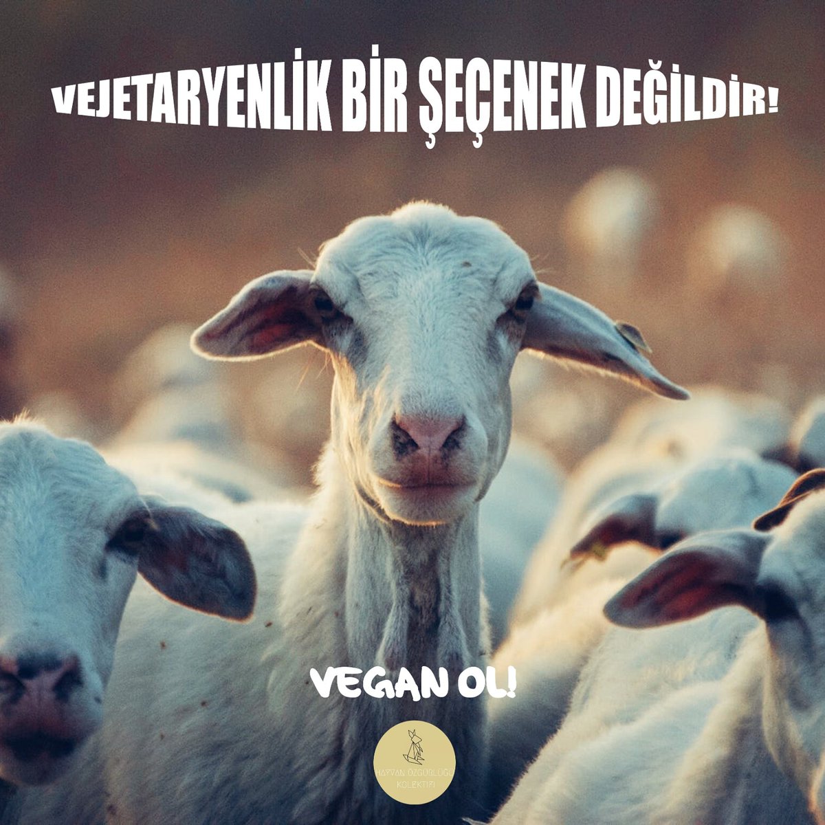 Vejetaryenlik bir seçenek değildir Hayvan sömürüsüne karşı çıkmak için bir adım da değildir. Hiçbir şiddet biçimini azaltarak bırakmayı savunamayız. Hayvan köleliğine karşı çıkmak istiyorsak,vegan olalım! #GoVegan #animalright #vegantürkiye #VeganOl #Turkey #Vegan #vegantarifler