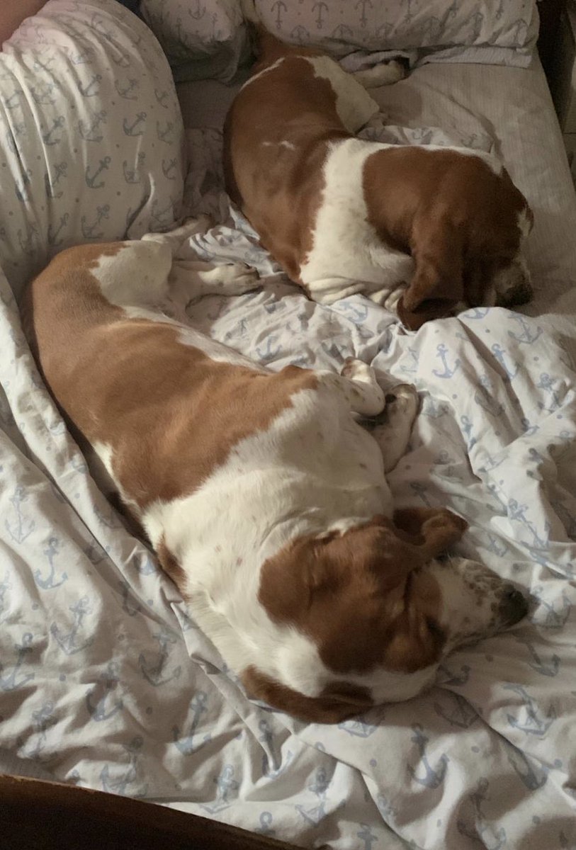 GeordieChrisp's tweet photo. You nip to the loo and come back to this! 😆
#bassethound #noroomforme #needabiggerbed #bassethounduk https://t.co/GzrZXiGJWv