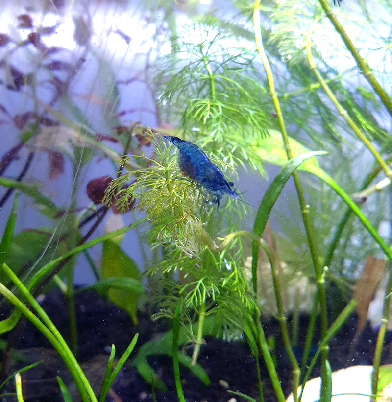 was doing some small tank maintenance and I found berries!!my shrimpies have eggs :D