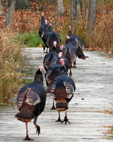red, white, and royal blue characters as turkeys — a thread