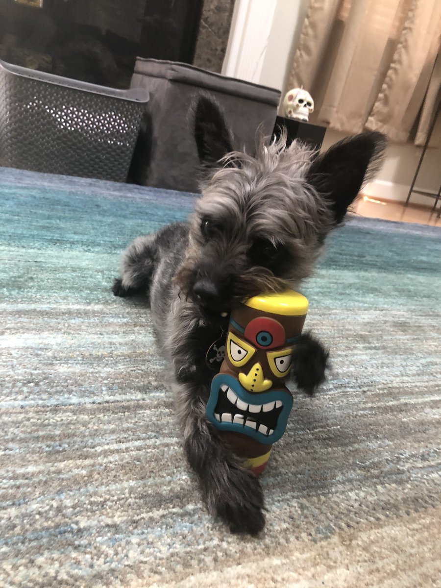 ClevelandBert's tweet photo. #HappyTuesday #Tiki #Bert #bark #dafuzz https://t.co/ZORQrZln1g