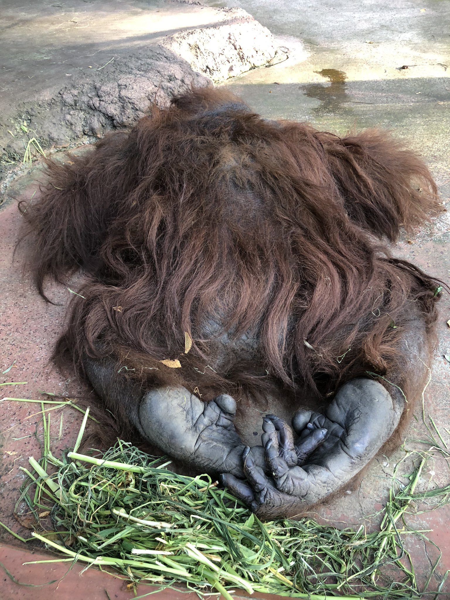 千葉市動物公園 公式 オランウータンのフトシくん 帰宅拒否 腹ばいで寝てしまいました この際足をしっかり見ていただきましょう ゴリラよりさらに握りやすそうな 手のような足ですね 飼一 千葉市動物公園 オランウータン T Co