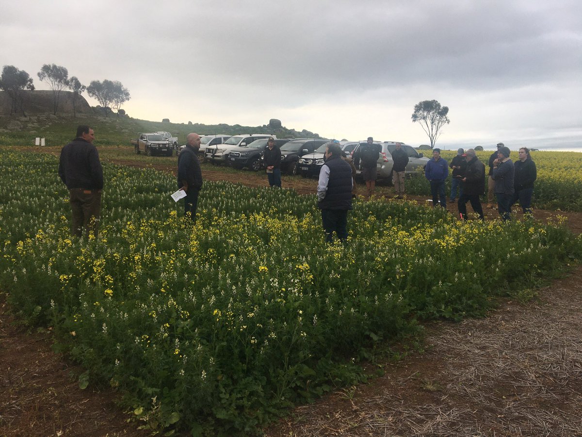 Farmanco agronomy team is meeting in the Avon Valley for the next 2 days looking at the new herbicide options. First trial is Reflex in Lupins with Syngenta.