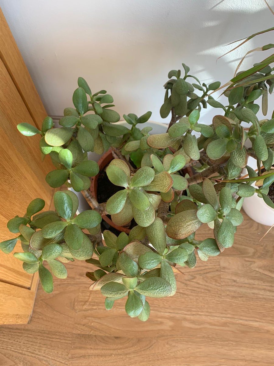 jules serkin tweet media