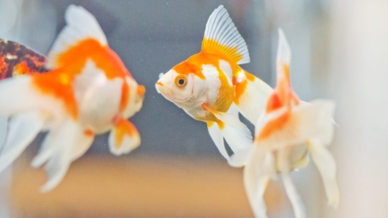 暦生活 こよみせいかつ 金魚の鑑賞方法には上見 うわみ と横見 よこみ があります 甕 かめ や鉢に入れて上から見るのと ガラスの水槽に入れて横から見るのと 金魚のシルエットの美しさがまた違って見えてくるため 鑑賞方法にもこだわりが