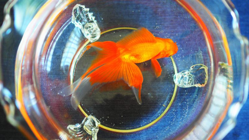 暦生活 こよみせいかつ 10周年 金魚の鑑賞方法には上見 うわみ と横見 よこみ があります 甕 かめ や鉢に入れて上から見るのと ガラスの水槽に入れて横から見るのと 金魚のシルエットの美しさがまた違って見えてくるため 鑑賞方法にも 暦生活 こよみせいかつ 10周年 金魚の鑑賞方法には上見 うわみ と横見 よこみ があります 甕 かめ や鉢に入れて上から見るのと ガラスの水槽に入れて横から見るのと 金魚のシルエットの美しさがまた違って見えてくるため 鑑賞方法にも