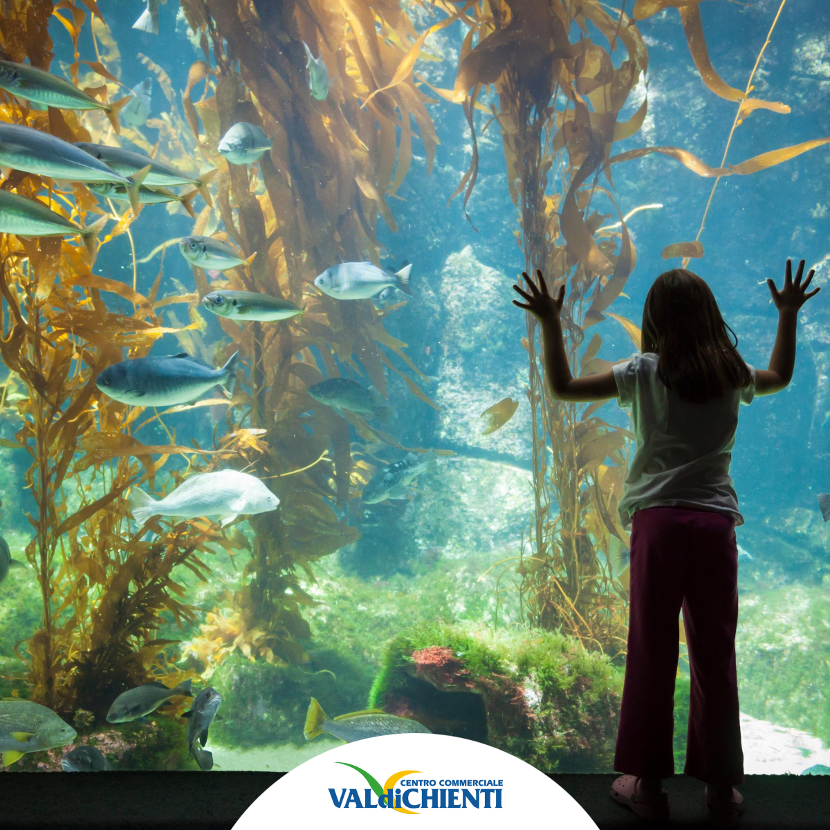 valdichienti's tweet photo. Hai già creato il tuo pesciolino digitale nell'acquario virtuale del #CentroValDiChienti? 🐡🐟
Fino al 20 settembre potrai guardarlo nuotare, nutrirlo e prendertene cura attraverso l'app gratuita! 

📷 Mandaci le foto del tuo piccolo amico! https://t.co/TNYFoAWFcL