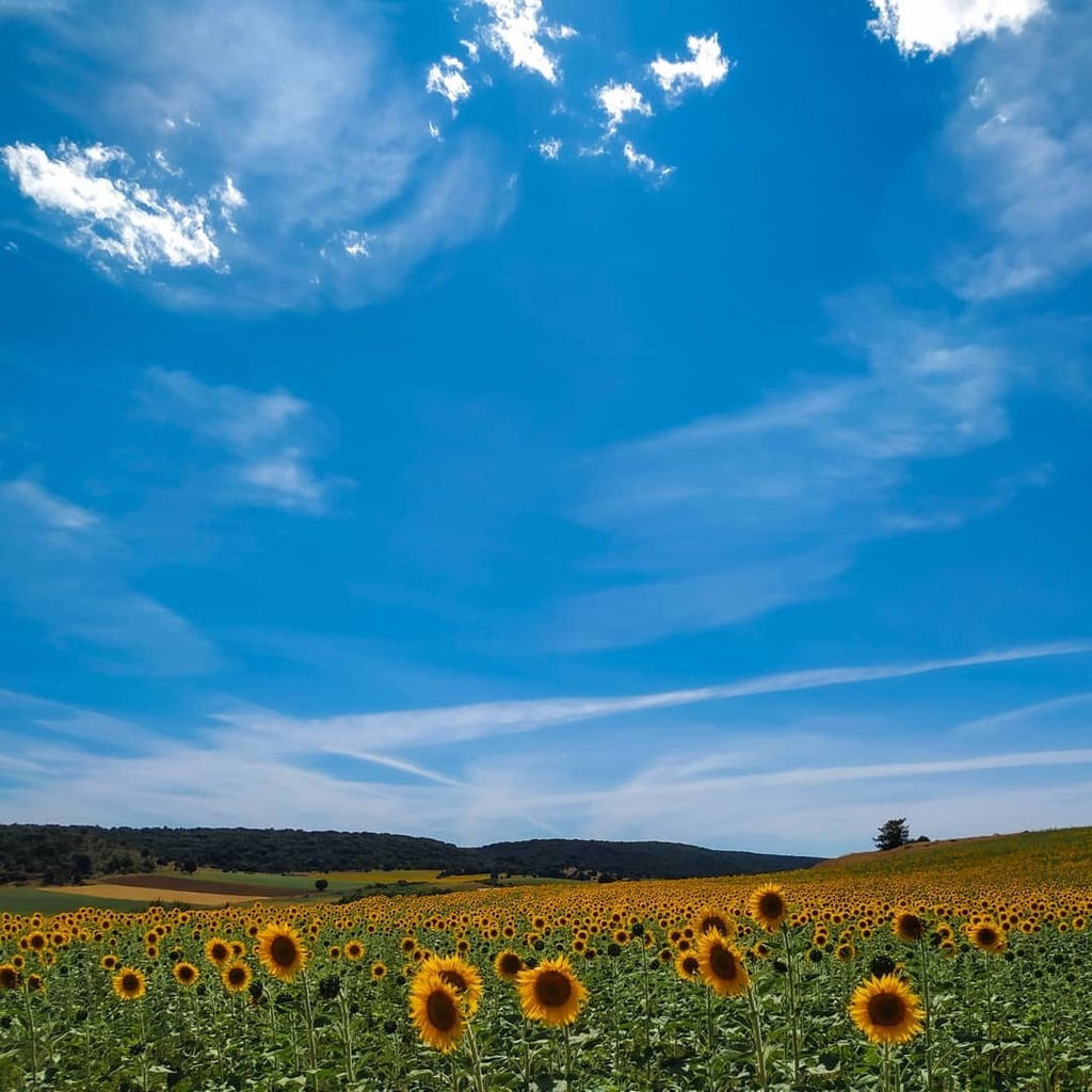 -- 25.000 ESPECTADORES -- 🌻🌻🌻
.
[#albertosierra_mobilephotography]
.
.
.
.
.
#soria #spain #soriaestademoda #sorianitelaimaginas #castillayleon #addicted_to_castillayleon #estaes_espania #estaes_castillaleon #castillayleonesvida #cylesvida #visitspain #españa #summer #summer…