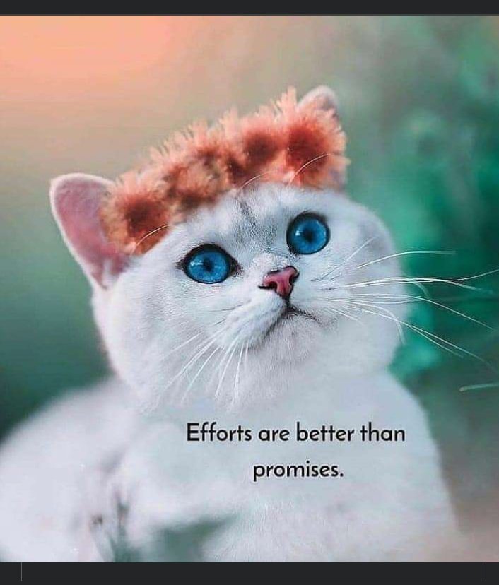 Gift sammy tweet media