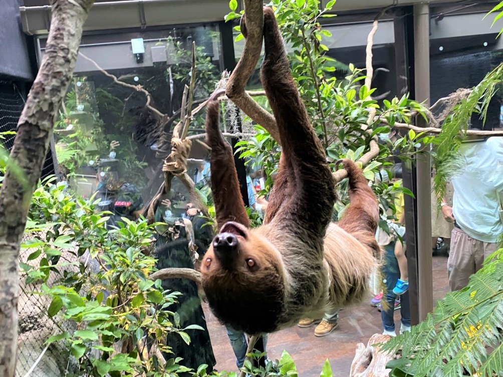 カワスイ 川崎水族館 フタユビナマケモノ 本日も絶賛展示練習中です 本日は昼から皆さまをお出迎えしていました カワスイ 川崎水族館