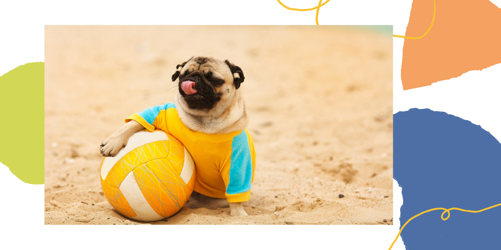 RedVetersalud's tweet photo. Cuéntanos  a dónde te ha ido de vacaciones ... ⁣ ⁣ Escríbenos en los comentarios: ⁣ Un🌞 si habéis ido a la playa o⁣ Una ⛰ si os fuisteis de excursión a la montaña ⁣ O una 🏠 si os quedaistes en casa.
 #verano # verano2020 #petcare #Mascotas #dog #cats #vetersalud https://t.co/P0zCVdED3c