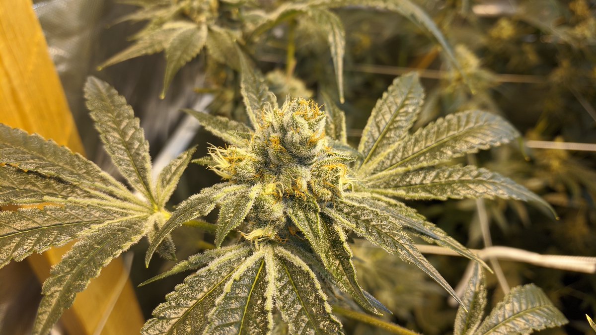 StickyOnly's tweet image. Pheno5 ,4,2 all frosty as fuck!