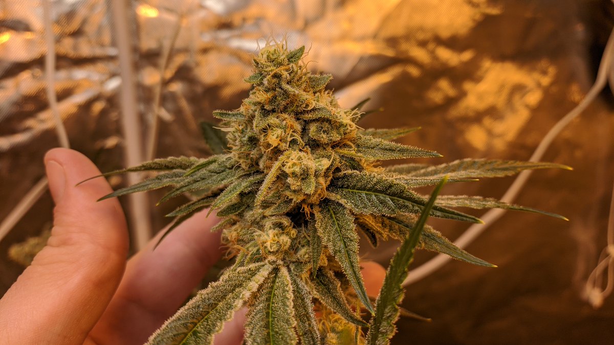 StickyOnly's tweet image. Pheno5 ,4,2 all frosty as fuck!