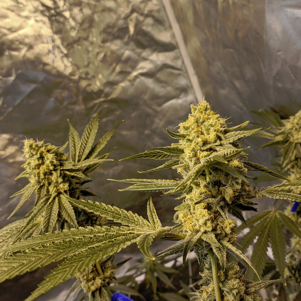 StickyOnly's tweet image. Pheno5 ,4,2 all frosty as fuck!