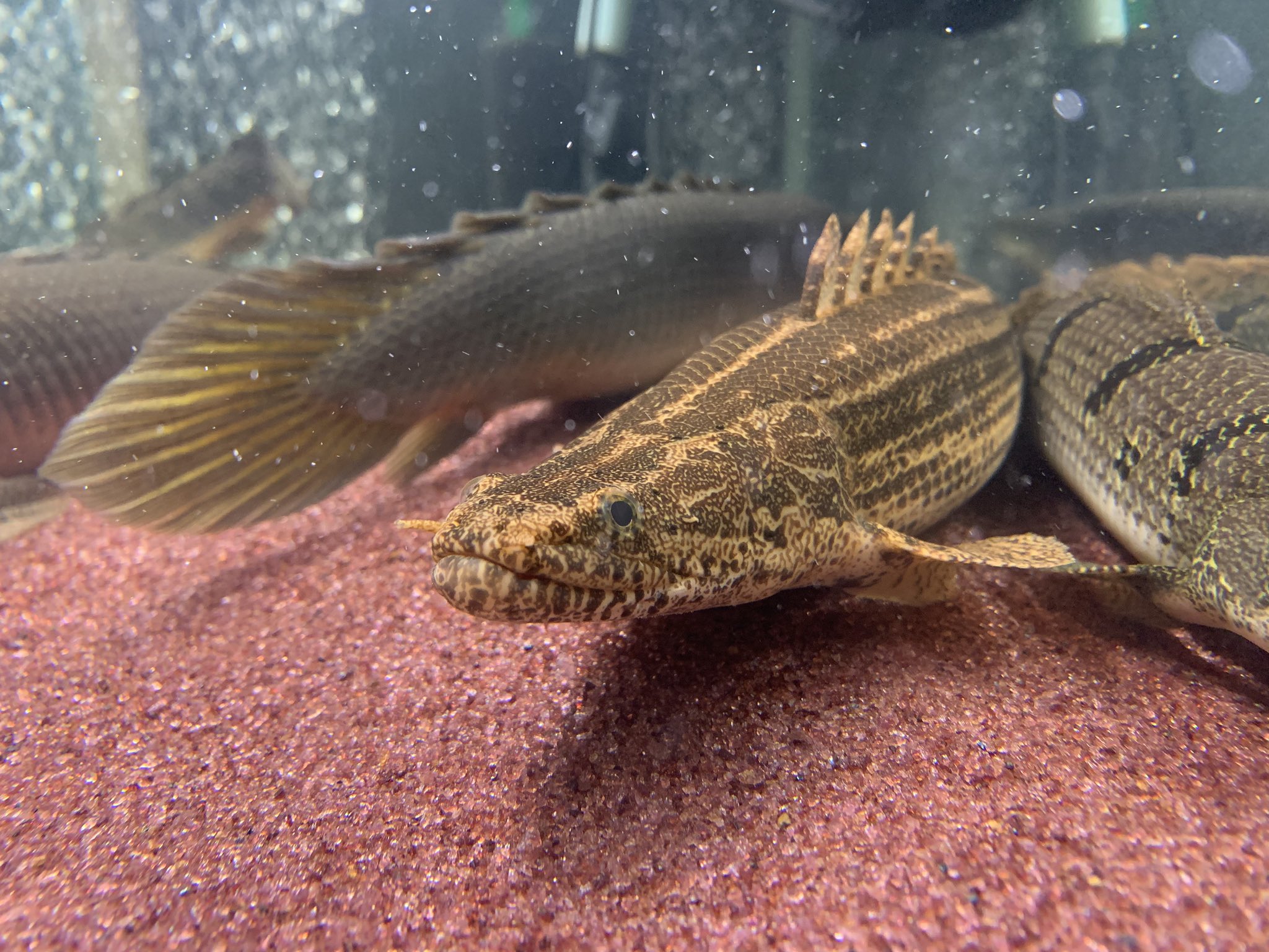 Kb コリバ キレイやけど伸びへん ポリプテルス Polypterus ポリプテルスビキールコリバ 古代魚 T Co Aqjq5wavlw Twitter