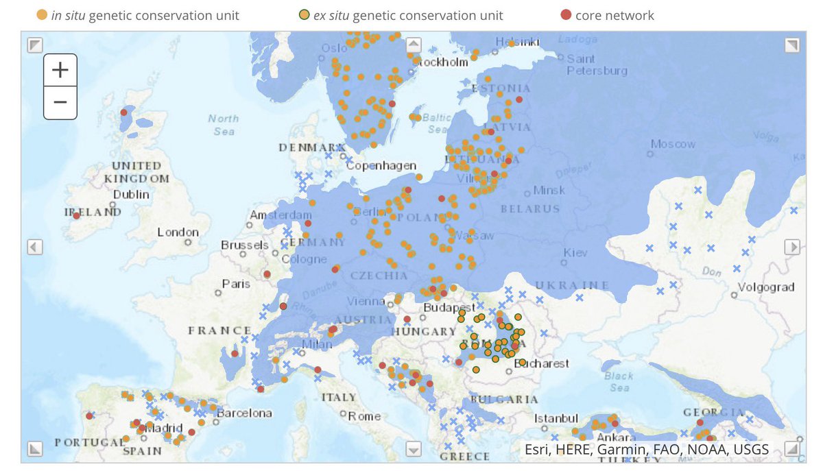 EUFORGEN's tweet photo. 📍Breaking news! As of today @EU_ScienceHub #chorological maps are embedded in @EUFORGEN #forest #species pages. Also available for direct download as JPG or #SHAPEFILE https://t.co/dqnVZ64nJB https://t.co/tkaMHjFEiK