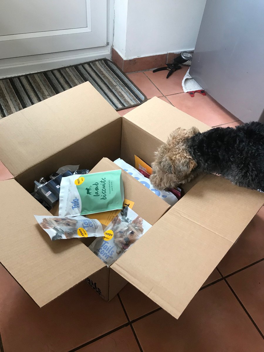 JoLMurphy's tweet photo. @tailsdogfood Teddy is investigating his latest food delivery. Treats win every time, especially lamb biscuits! #tailsdotcom #happydog #welshterrier https://t.co/XCnLvAxq48