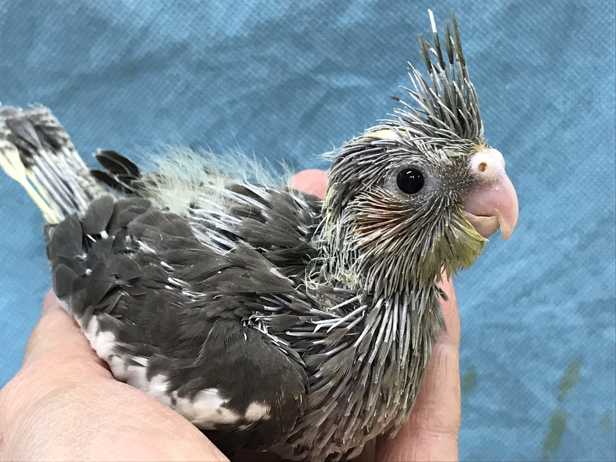 ペットランドスマイルズ 久里浜店 D2kurihamapet Twitter