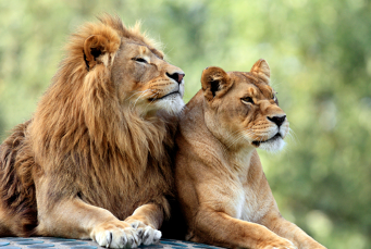 LION CHRONOTYPE - Lions wake up early, full of energy and drive, but take a nosedive in the evening- They should wake up about 5:30am and do any daily planning an hour after waking up- The best time to exercise for lions is around 5pm, and bedtime should be around 10pm
