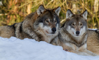WOLF CHRONOTYPE - If you need several alarm clocks to wake up, you're likely to be a wolf- Wolves should do some outdoor exercise upon waking- Lunch should be around 1pm and the afternoon should be focused on creative work- Bedtime for wolves should be later around 12am