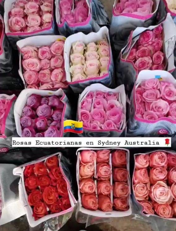<a href="/gabyde_k/">Gabriela Villalba</a> Gabriela Villalba nos da a conocer sobre las rosas de Ecuador en Sydney instagram.com/stories/soygab…