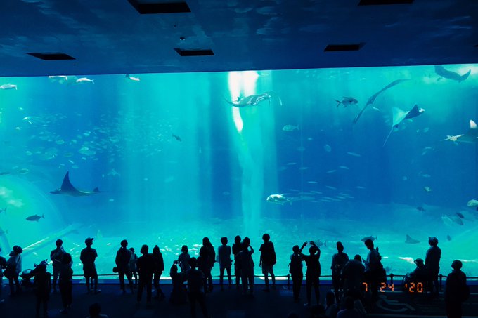 美ら海水族館のtwitterイラスト検索結果 美ら海水族館のtwitterイラスト検索結果