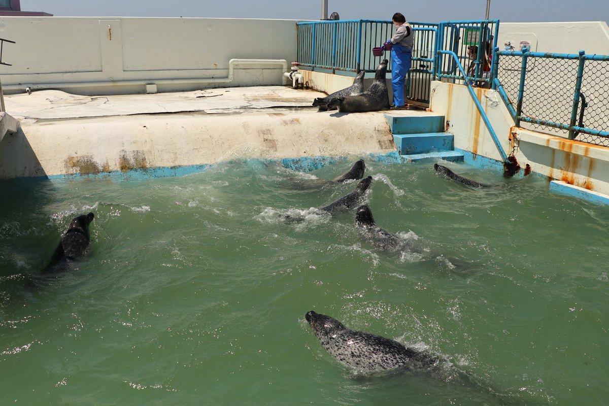 北海道の動物園 水族館 Auf Twitter 北海道稚内市 ノシャップ寒流水族館 2020年5月撮影 飼育員さんが入ってきたので大騒ぎのアザラシ たち 魚 魚 魚 と聞こえてきそう 笑 北海道 稚内 ノシャップ寒流水族館 ノシャップ水族館 水族館 北海道の動物園 水族館 Auf Twitter 北海道稚内市 ノシャップ寒流水族館 2020年5月撮影 飼育員さんが入ってきたので大騒ぎのアザラシ たち 魚 魚 魚 と聞こえてきそう 笑 北海道 稚内 ノシャップ寒流水族館 ノシャップ水族館 水族館