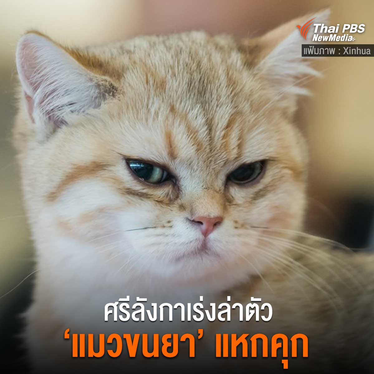 เมื่อวันก่อนมีข่าวแมวที่ศรีลังกาถูกใช้ขนเฮโรอีนนางเลยโดนจับกุม
วันนี้นางแหกคุกมาได้แล้ว รับบทนาตาชาโรมานอฟที่แท้