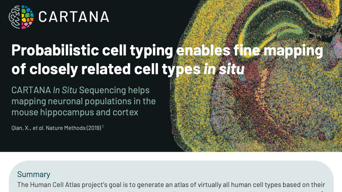 Curious about spatial mapping of neuronal cell types? Our Senior Scientist <a href="/XiaoyanQian/">Xiaoyan Qian</a> and colleagues published a paper in <a href="/naturemethods/">Nature Methods</a> describing a new method called probabilistic cell typing by In Situ Sequencing (pciSeq).

Read publication review: cartana.se/publreview-pci…