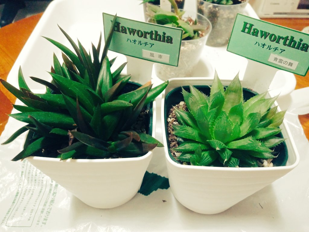 こきあ 多肉植物 2年目 このネームプレートは愛知県碧南市の清水園の苗で多肉植物300 400種を年間100万ポット生産 直売はお断りで全て市場出荷だそうです