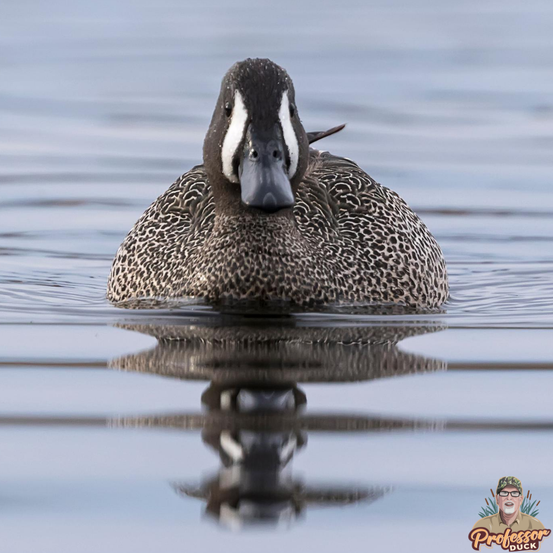 teal tuesday | | tunnel vision
•
•
early teal coming 🔜😎
•
•
📸 Flaherty Game Calls 
•
•
#tealtuesday #twofortuesday #bluewingteal #bluewingers #huntingseason #tealseason #puddleducks #duckid #duckiq #waterfowlid #waterfowl #earlyteal #photography #best_bird_shots