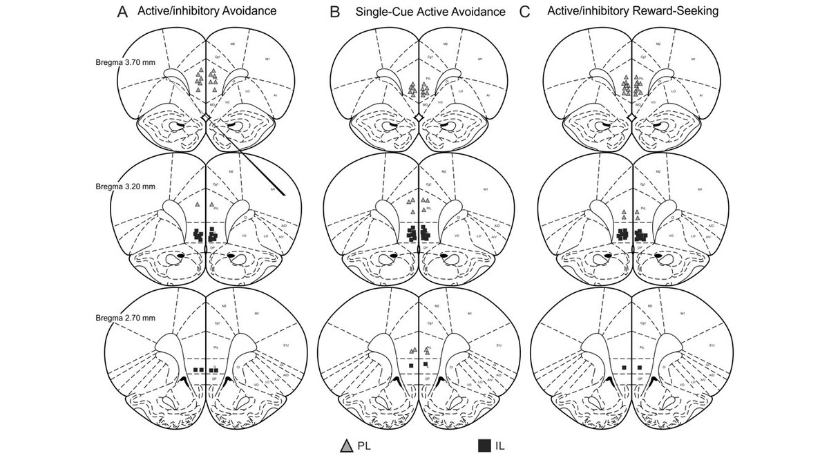New #JNeurosci work from <a href="/DMCBrainHealth/">Djavad Mowafaghian Centre for Brain Health</a> <a href="/UBCPsych/">UBC Psychology</a> shows that the dorsal, prelimbic medial prefrontal cortex aids in both active avoidance of aversive events &amp; withholding of responses to obtain rewards.

Mechanisms underlying avoidance &amp; reward-seeking: jneurosci.org/lookup/DOI/10.…