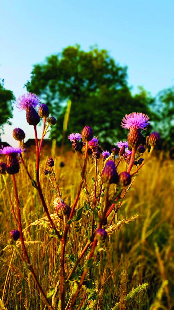 Rookery100's tweet photo. Vote #Streatham Common. We might not have a lido, but we have a Designated Local Nature Reserve #SW16 https://t.co/tsdwgsOiyy