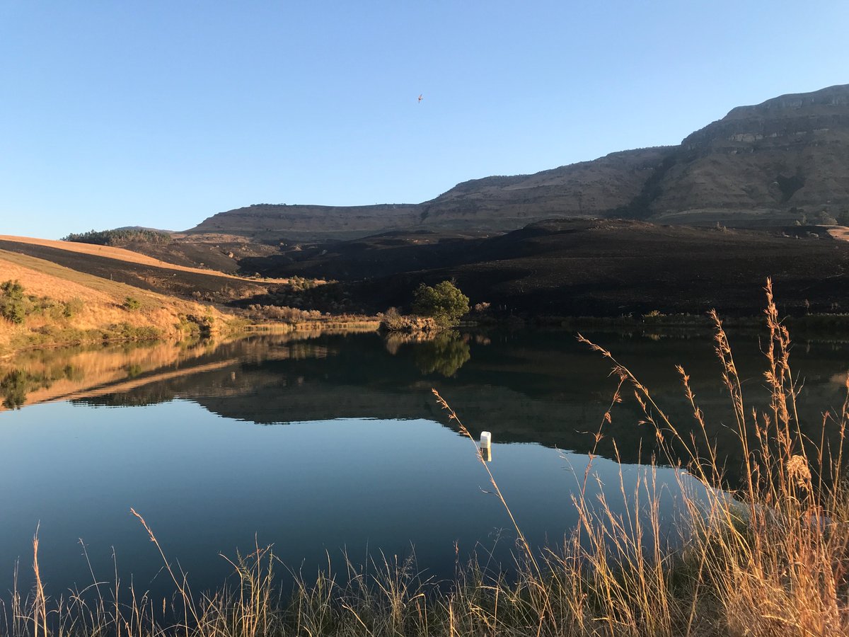 Bee-utiful day in Cathkin valley, South Africa 🍯⛰