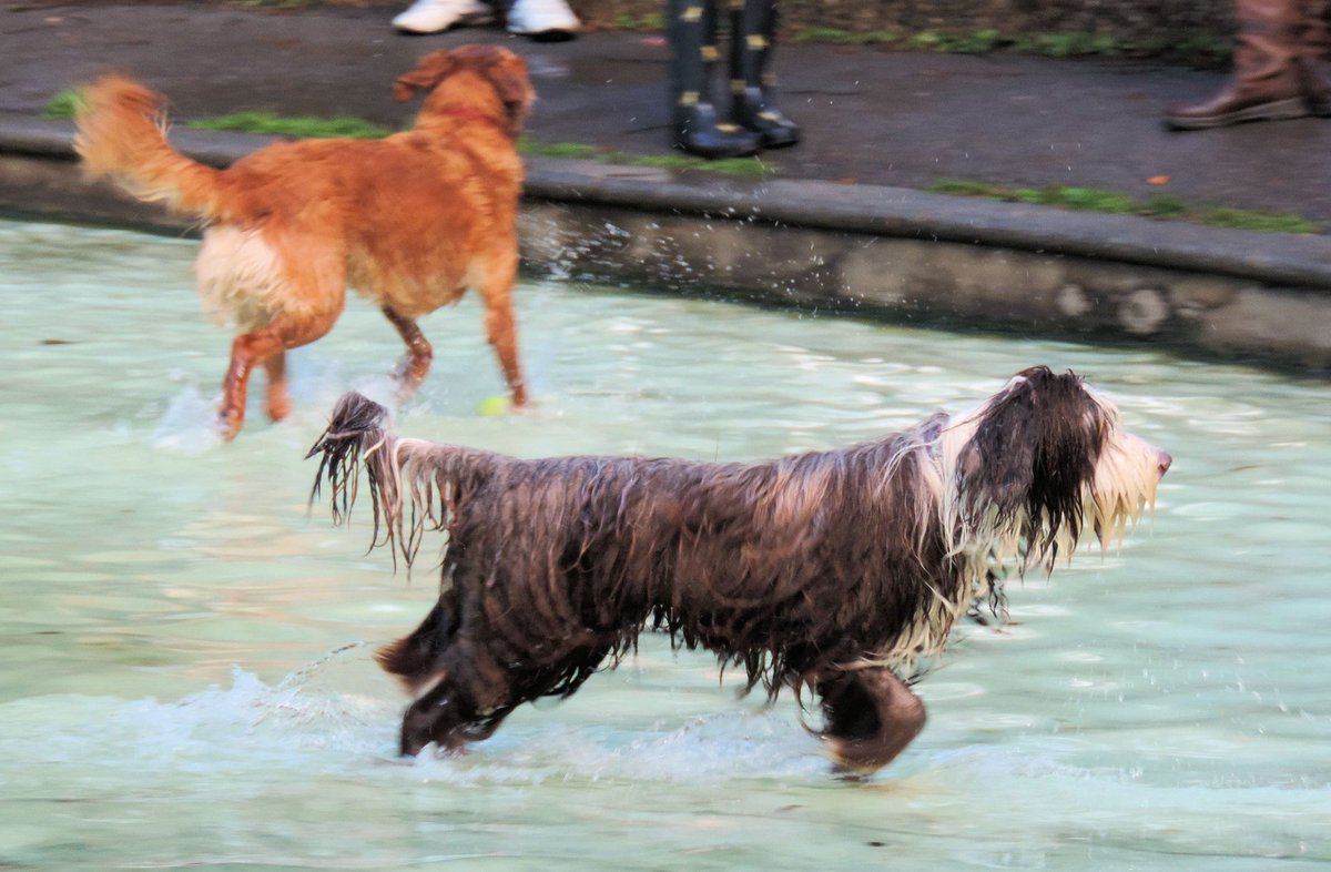 If you are a #dog lover - you gotta vote #StreathamCommon. We got #Doggy Splash days that raise funding for the kids pool and give our #furbabies the time of their life.