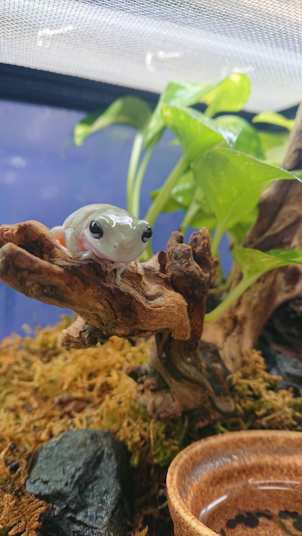 Gecko コメリパワー帯広南店 本日もありがとうございました 色々新着の生き物が来ています 近々ご紹介したいと思いますのでもうしばらくお待ちください 北海道 帯広 ペットショップ 鳥 小動物 爬虫類 熱帯魚 Gecko Gecko帯広 南店 ペットアミ帯広
