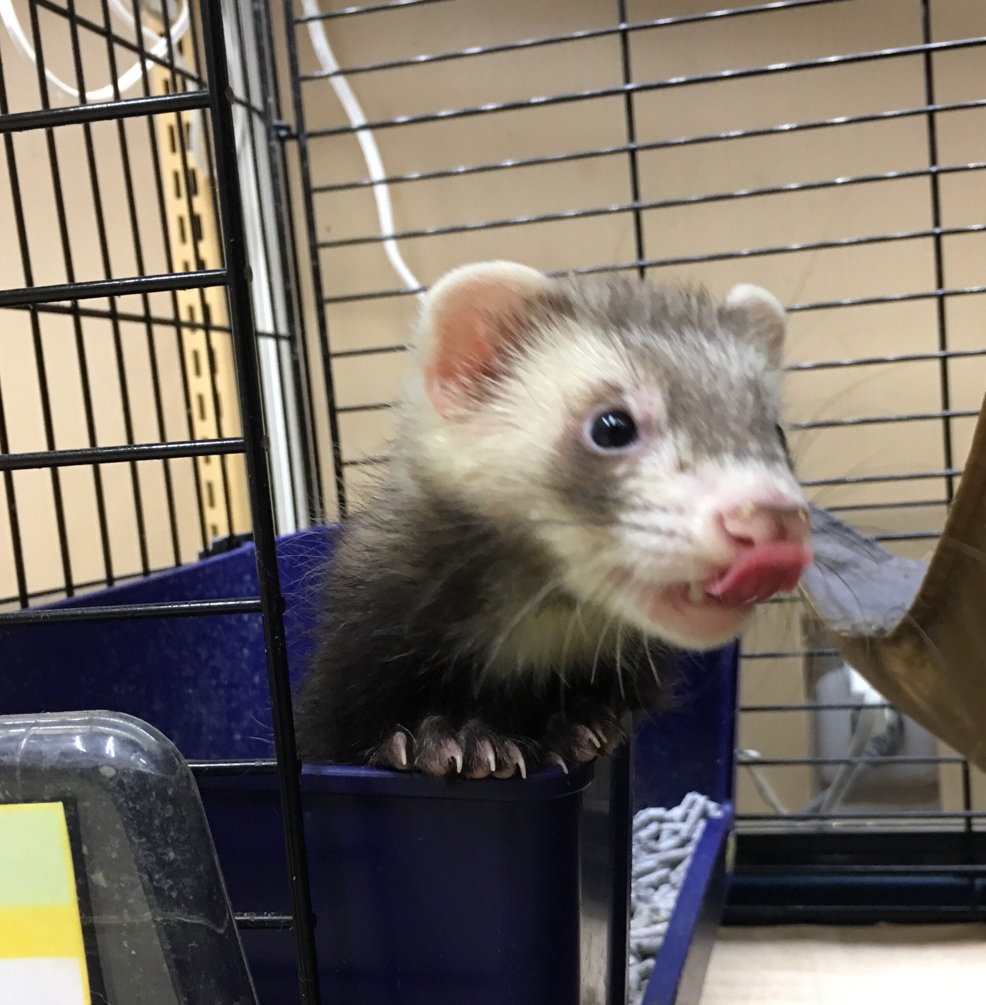 Gecko コメリパワー帯広南店 本日もありがとうございました 色々新着の生き物が来ています 近々ご紹介したいと思いますのでもうしばらくお待ちください 北海道 帯広 ペットショップ 鳥 小動物 爬虫類 熱帯魚 Gecko Gecko帯広 南店 ペットアミ帯広 Gecko コメリパワー帯広南店 本日もありがとうございました 色々新着の生き物が来ています 近々ご紹介したいと思いますのでもうしばらくお待ちください 北海道 帯広 ペットショップ 鳥 小動物 爬虫類 熱帯魚 Gecko Gecko帯広 南店 ペットアミ帯広