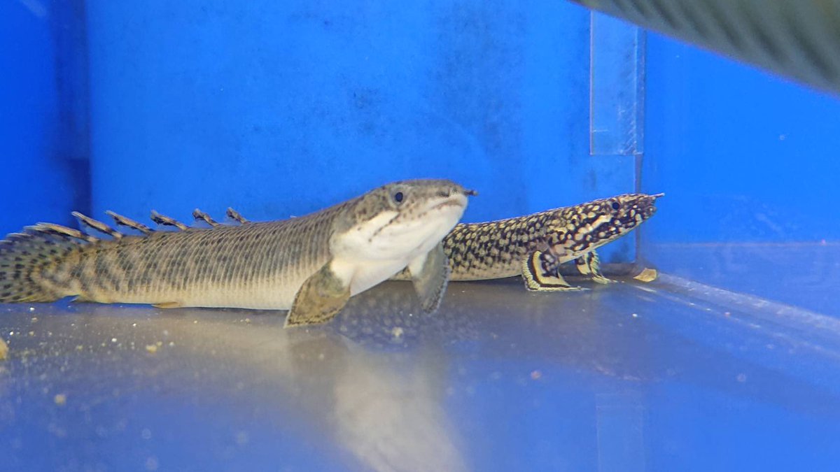 Gecko コメリパワー帯広南店 本日もありがとうございました 色々新着の生き物が来ています 近々ご紹介したいと思いますのでもうしばらくお待ちください 北海道 帯広 ペットショップ 鳥 小動物 爬虫類 熱帯魚 Gecko Gecko 帯広南店 ペットアミ帯広