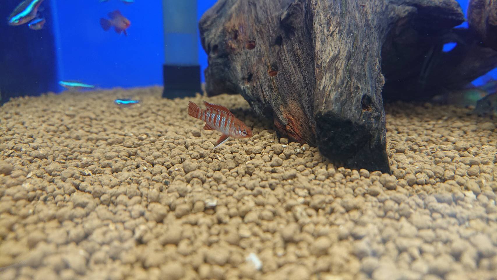 Gecko コメリパワー帯広南店 本日もありがとうございました 色々新着の生き物が来ています 近々ご紹介したいと思いますのでもうしばらくお待ちください 北海道 帯広 ペットショップ 鳥 小動物 爬虫類 熱帯魚 Gecko Gecko帯広 南店 ペットアミ帯広