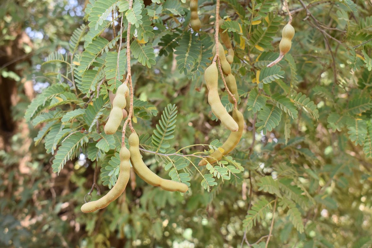 La journée de l’arbre, c’est pour en planter mais on peut évoquer certains qui sont rarement « à la une ». Voici le tamarinier qui voit ses effectifs diminuer suite aux changements climatiques. On en trouve dans les zones humides mais nous ne voyons que rarement des jeunes plants