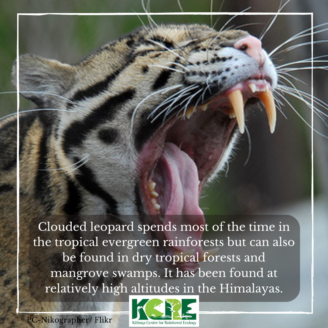 KalingaCRE's tweet photo. Here are few facts about Clouded Leopards.
#KCRE #InternationalCloudedLeopardDay #CloudedLeopardDay #Leopard #CloudedLeopard #wildlife #nature #wildlifeprotection #SaveCloudedLeopard https://t.co/Ar9MM9PPlb