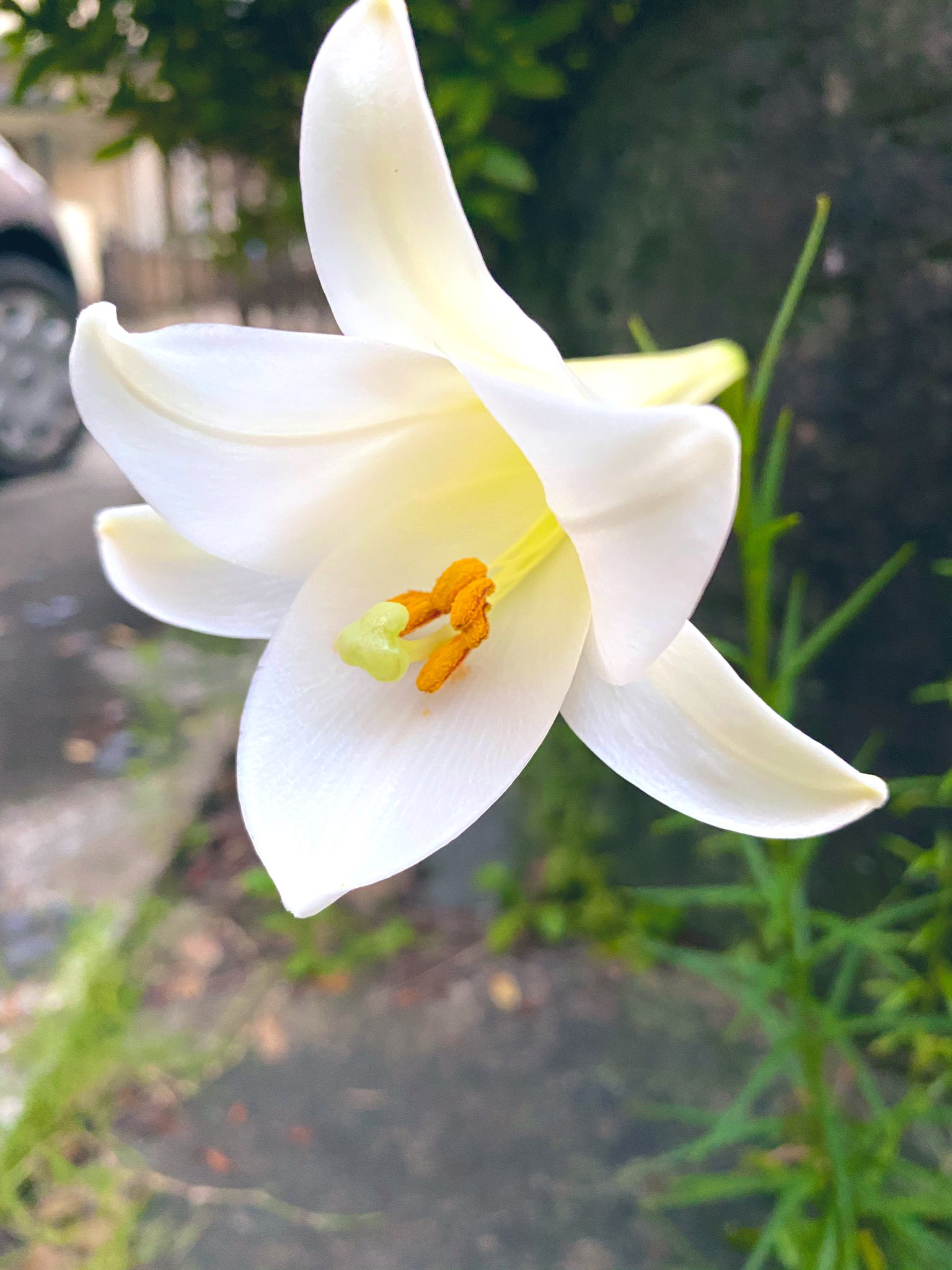 ミキボン びっくりしたあ 君だれ ある日突然 庭にユリが佇んでいた 昨日の朝はつぼみ で今朝は 少し口開けてアヒルみたい 夕方急いで帰るとパカ ンと咲いていた 高砂百合って 種で増える外来種らしい 草がボーボーの庭だったから引っこ抜かれずに