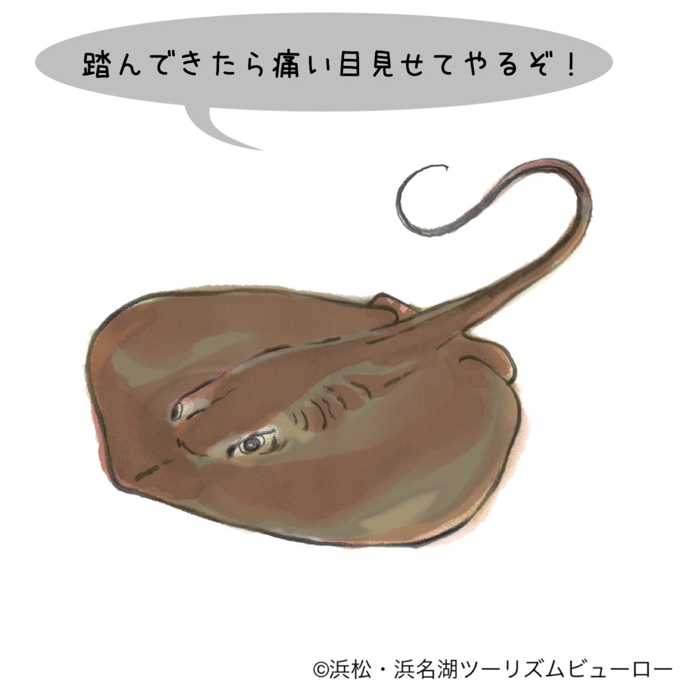 浜松 浜名湖観光情報 公式 Pa Twitter 正解は尻尾 尻尾にある毒針は結構強烈 間違えてアカエイを踏むと毒針に刺されることもあるから 海に入るときは裸足で入らないようにね アカエイ 浜名湖に暮らしてます 浜名湖のお友達 T Co Nlafqrfcgj Twitter