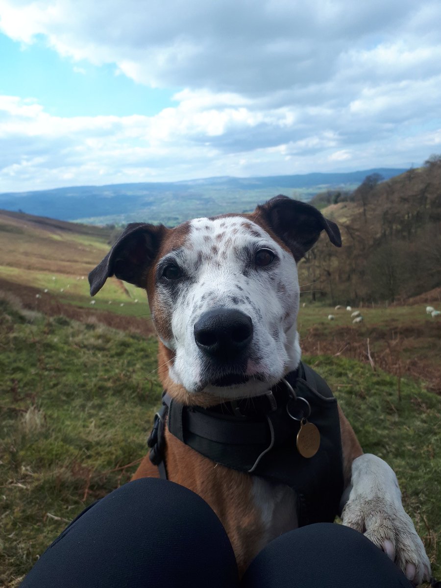 #NationalMuttDay 3 days late but still happy!