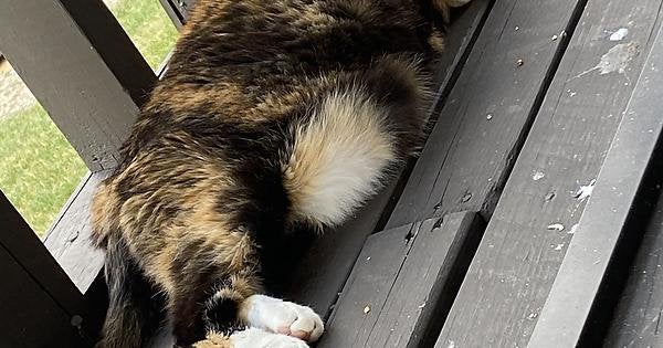 MeowMoeDotCom's tweet photo. Not sure who needs this #Info, but be #Careful using #Unltrasonic #Pest #Repellers around #Cats
#Cats #Cat #Kittens #Kitten #Kitty #Pets #Pet #Meow #Moe #CuteCats #CuteCat #CuteKittens #CuteKitten #MeowMoe
https://t.co/NlTtPgyXMZ https://t.co/7kIzdzm1Gb