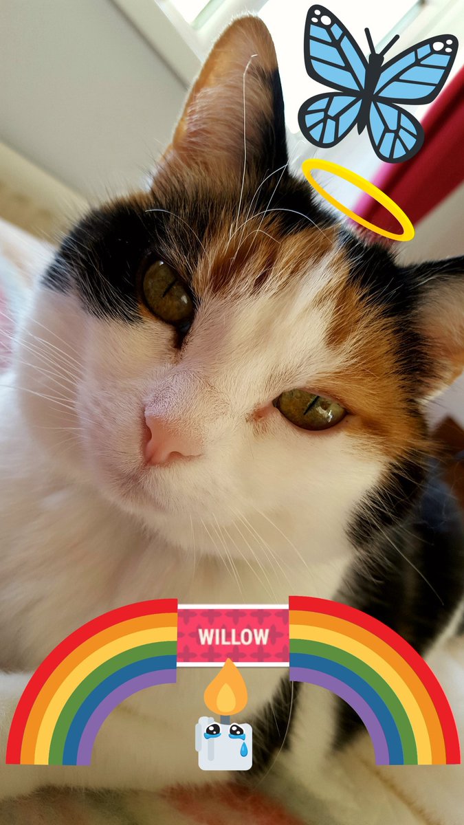 GordonHarmony's tweet photo. @RutterJulie My deepest sympathy for your terrible loss.
#RIPwillow
Love Beegee and Harmony ๐๐๐ฑ https://t.co/aVwRi5bcmh