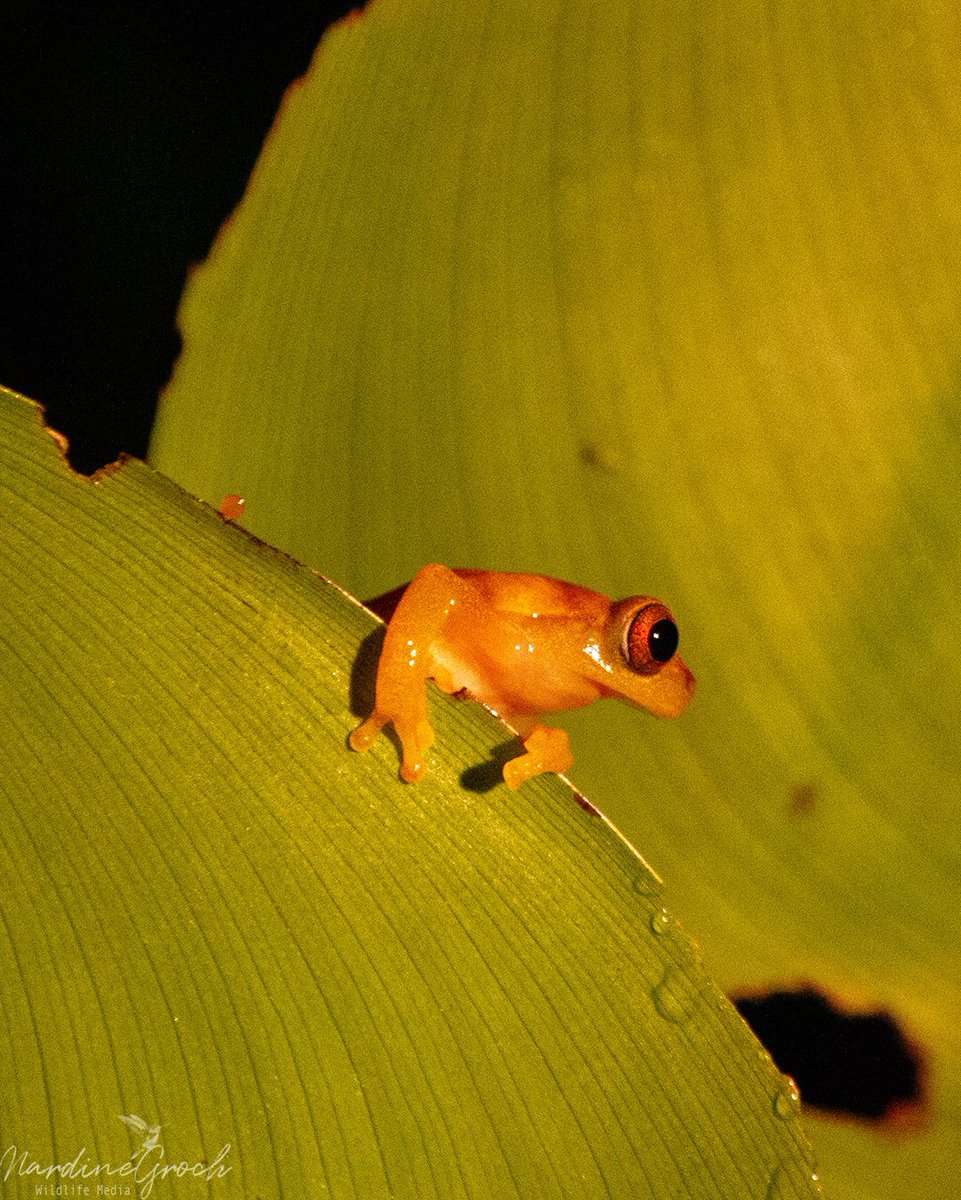nads6323's tweet photo. Tree frog at night, Yasuni National Park Ecuador. #amazonrainforest #rainforest #frog #treefrog #yasuni https://t.co/pqWl24cA6u